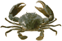 Th Mud Crab
