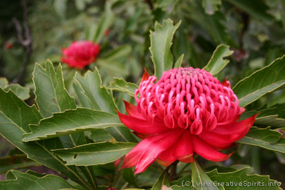 The Waratah is a red, large flower.