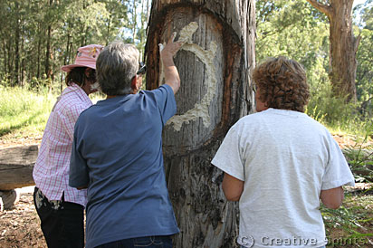 Three Aboriginal people put ochre into the outlines of a turtle which have been carved into a tree.
